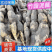 莲藕云南巨无霸莲藕大量上市产地直发量大从优