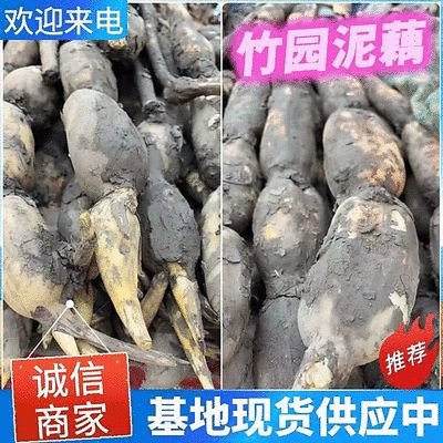 莲藕云南巨无霸莲藕大量上市产地直发量大从优