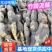 莲藕云南巨无霸莲藕大量上市产地直发量大从优