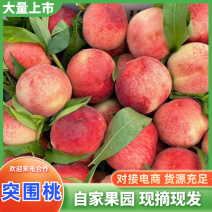 突围桃陕西突围桃毛桃脆甜多汁大量供应商超品质