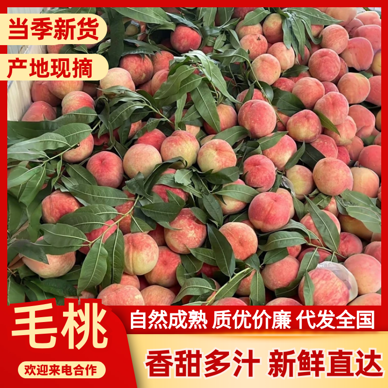 郑二毛桃陕西毛桃货源充足提供一条龙服务代发全国