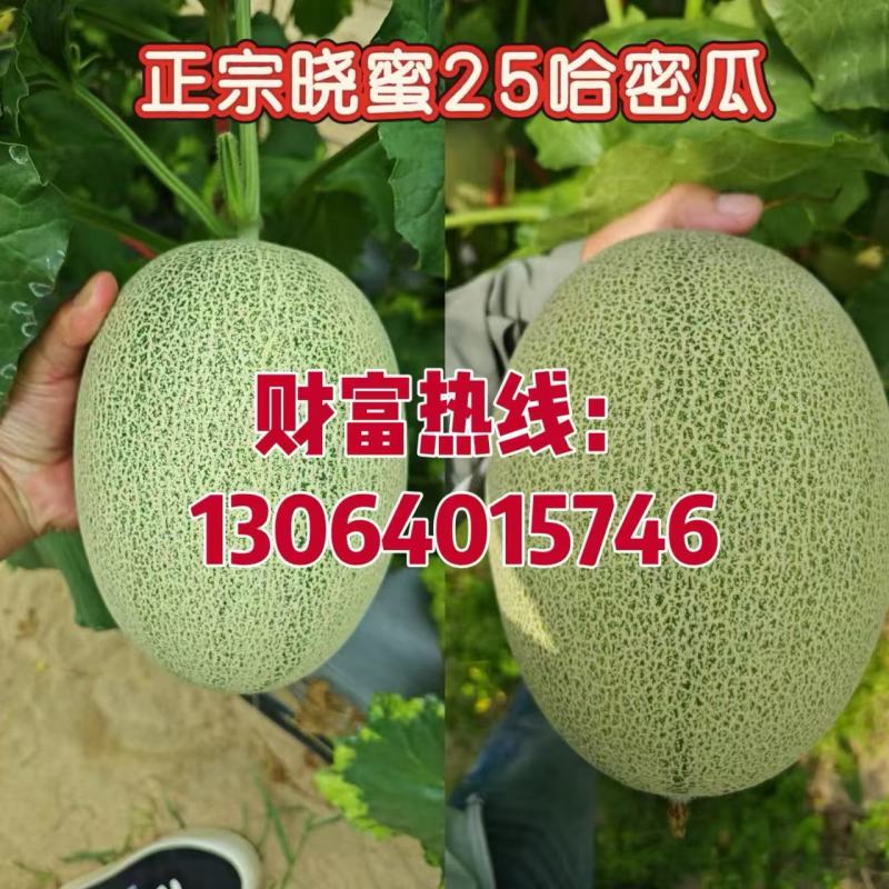 山东济南精品晓蜜25哈密瓜黄皮货源充足口感好产地直发