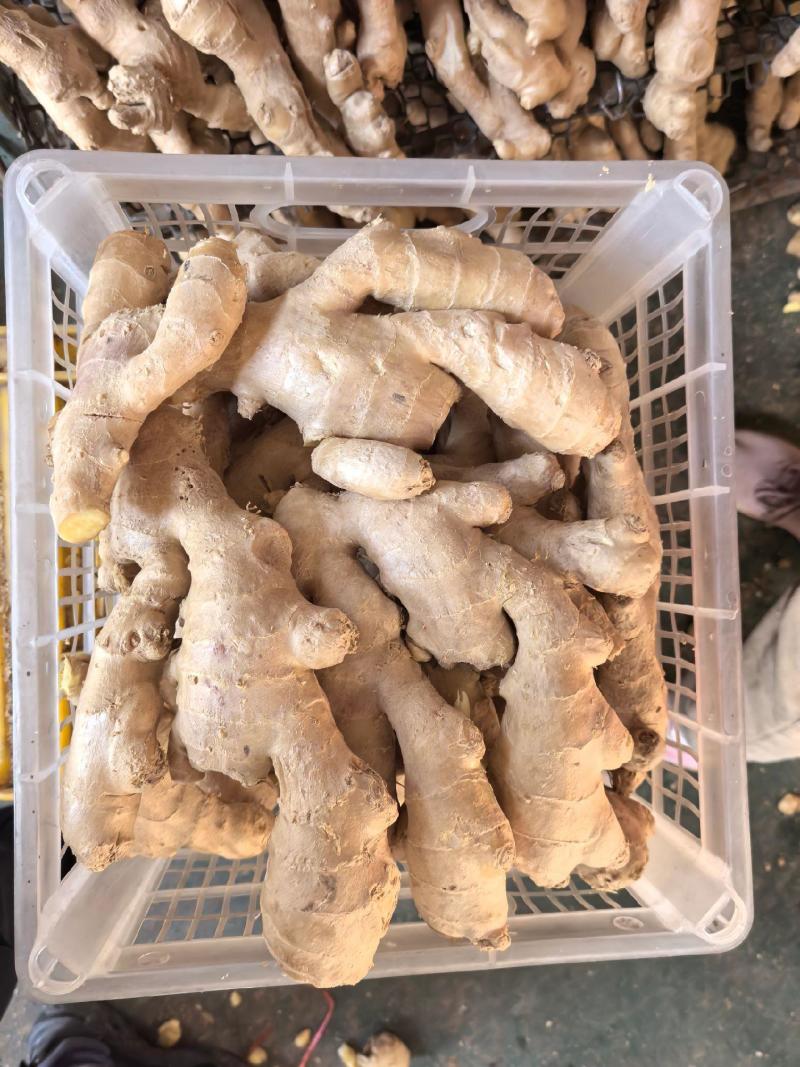 山东特级大肉姜-个大饱满辛辣适中厨房必备