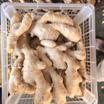齐鲁好姜·山东大肉姜-肉厚汁丰品质之选