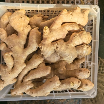山东特级大肉姜-个大饱满辛辣适中**优惠量大从优