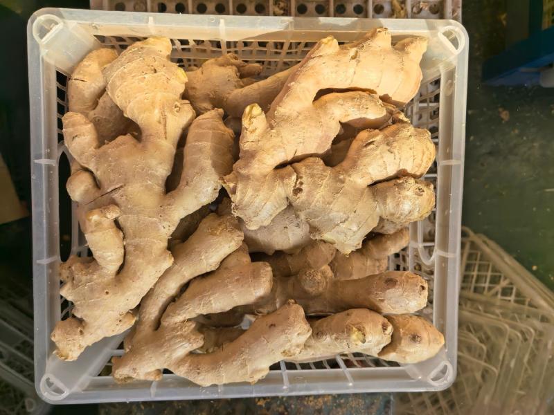 山东特级大肉姜-个大饱满辛辣适中**优惠量大从优