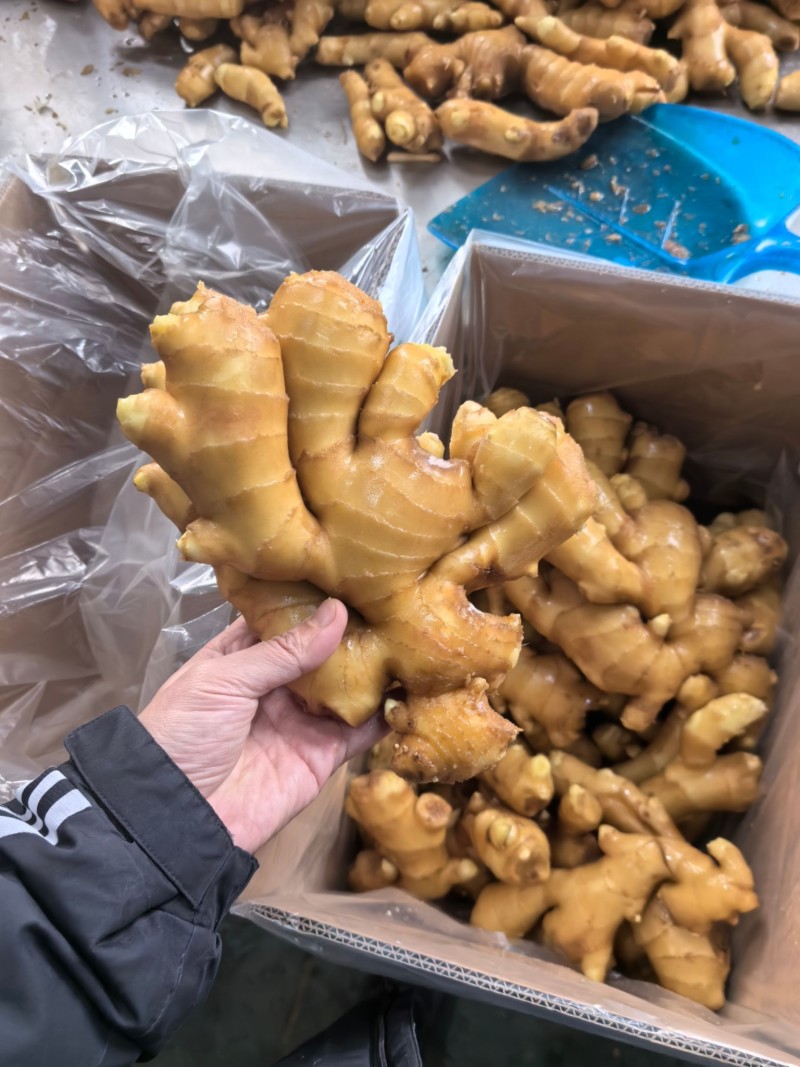 山东特级大肉姜-个大饱满辛辣适中**优惠量大从优