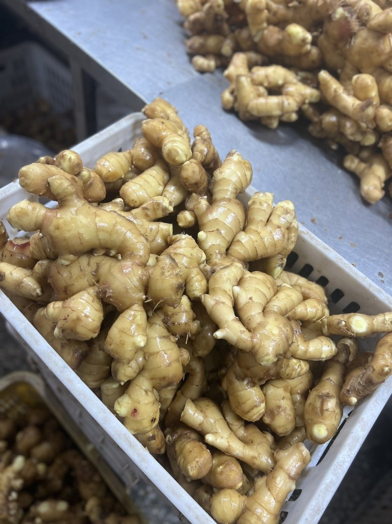 地道山东大肉姜-农家直供新鲜健康肉感十足生姜