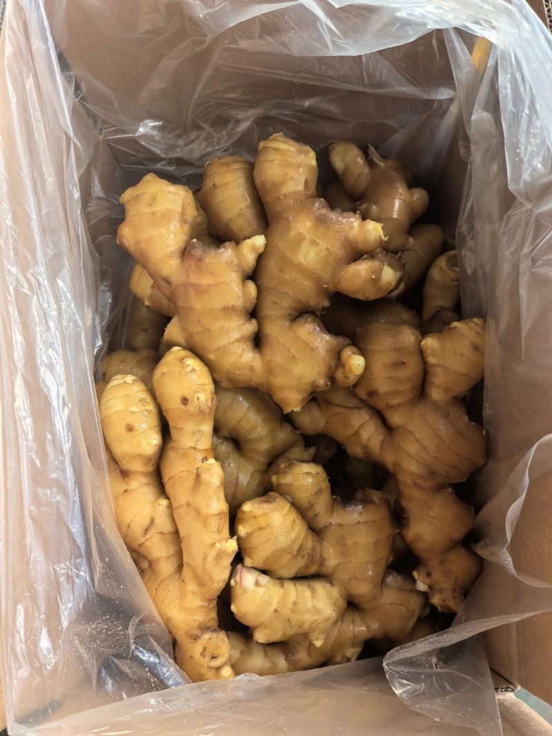 正宗山东特产·大肉姜-新鲜采收肉质肥美