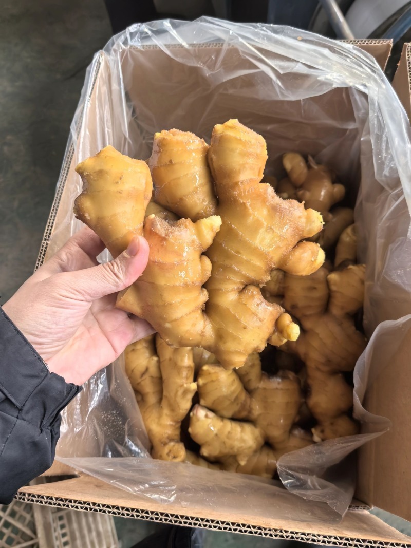 山东大肉姜-做菜更香，养生更佳！肉厚饱满新鲜姜