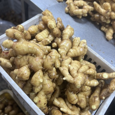 【**热卖】山东精品大肉姜-新鲜肉厚好评如潮