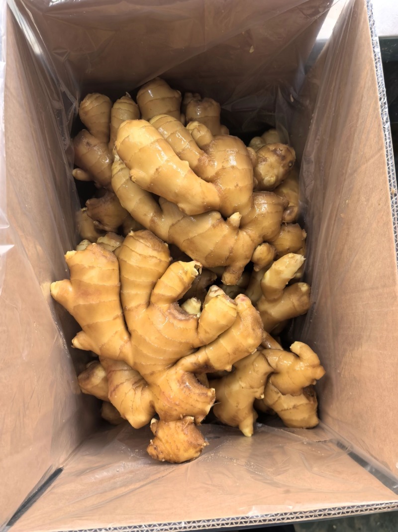 【**热卖】山东精品大肉姜-新鲜肉厚好评如潮