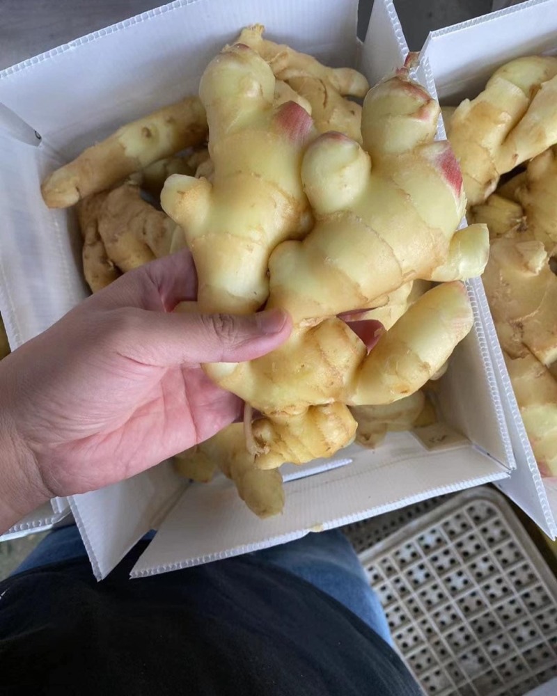 【**热卖】山东精品大肉姜-新鲜肉厚好评如潮