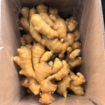 【肉厚多汁】山东大肉姜-新鲜直达地道山东味