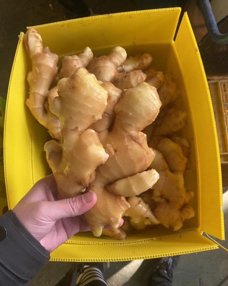 【肉厚多汁】山东大肉姜-新鲜直达地道山东味