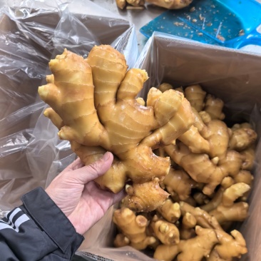 山东优质大肉姜-新鲜出土纤维少新鲜生姜