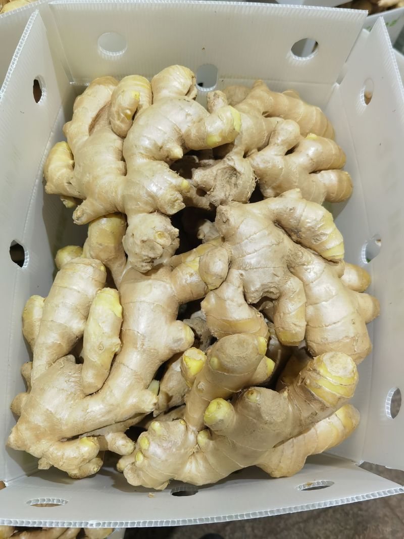 山东精品大肉姜严选好姜皮薄肉厚耐储存