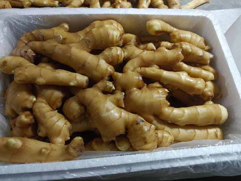 山东精品大肉姜严选好姜皮薄肉厚耐储存