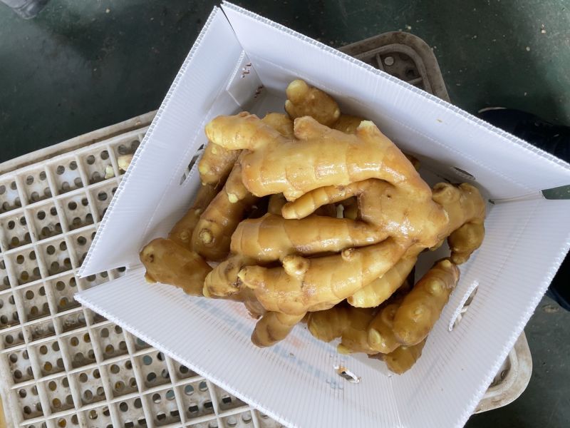 山东特产大肉姜-优质生姜肉质肥厚