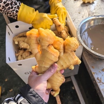 地道山东鲜姜农家自种现挖无硫熏肉厚辛辣产地直发生姜