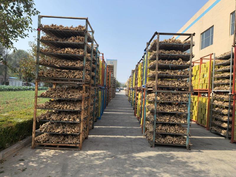山东特产生姜肉厚饱满辛辣够味调味佳品产地直发