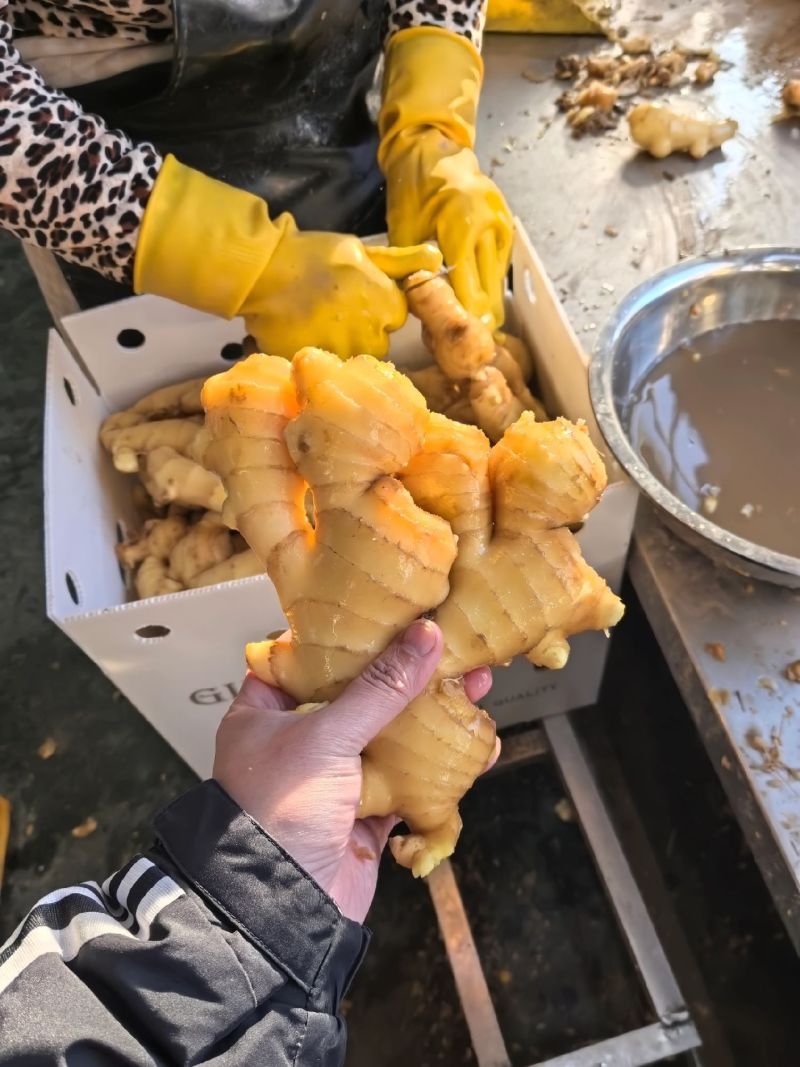 山东特产生姜肉厚饱满辛辣够味调味佳品产地直发