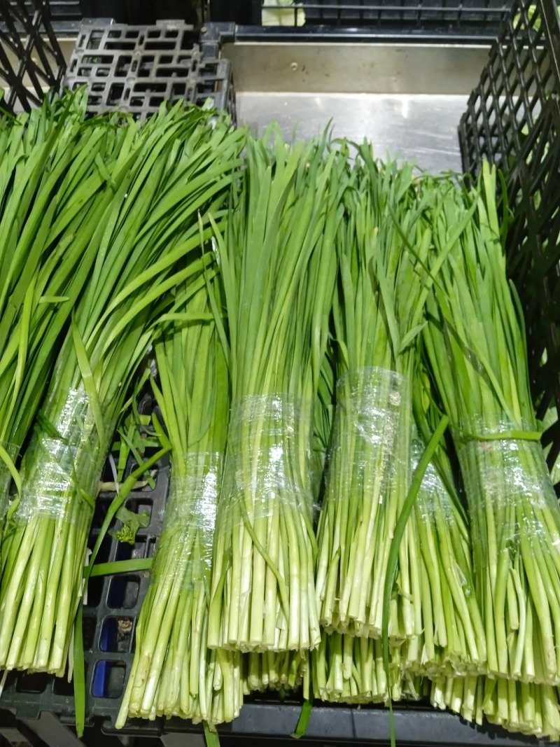 河北大叶韭菜万亩基地产地直发，量大从优，全年供货一手货源