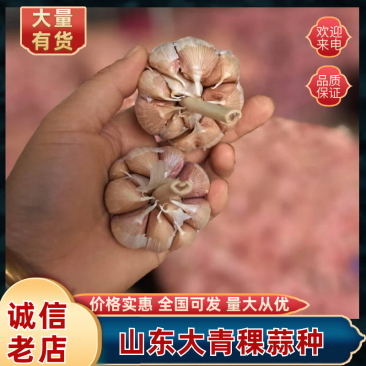 山东济南商河白桥大青稞蒜种货源充足欢迎来电咨询