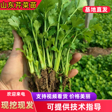 【推荐】法国皇后芹菜苗育苗基地直供现货速发可视频看货