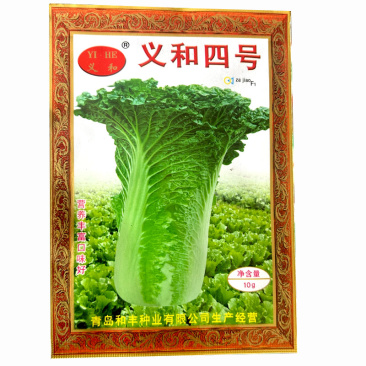 义和四号白菜种子大青麻叶籽夏秋季白菜大田基地