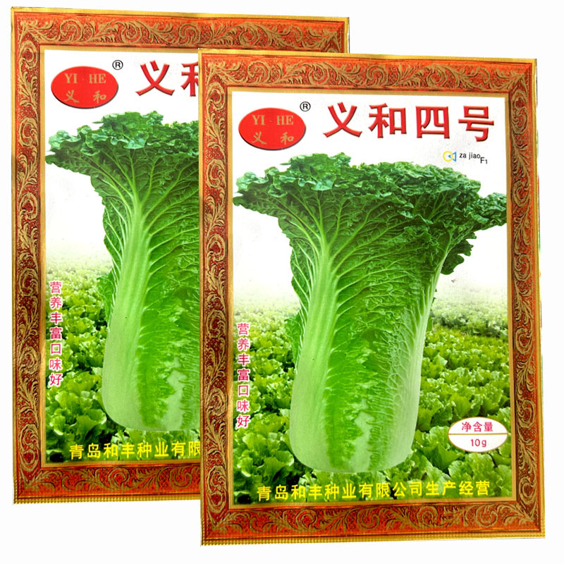 义和四号白菜种子大青麻叶籽夏秋季白菜大田基地