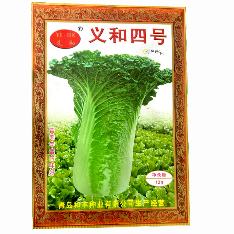 义和四号白菜种子大青麻叶籽夏秋季白菜大田基地