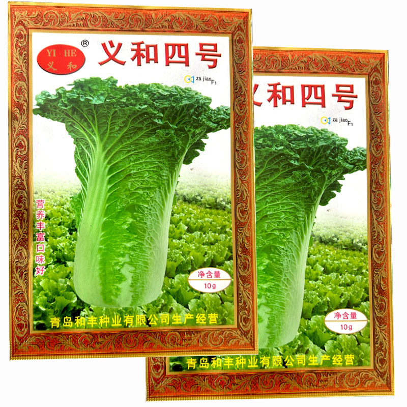 义和四号白菜种子大青麻叶籽夏秋季白菜大田基地