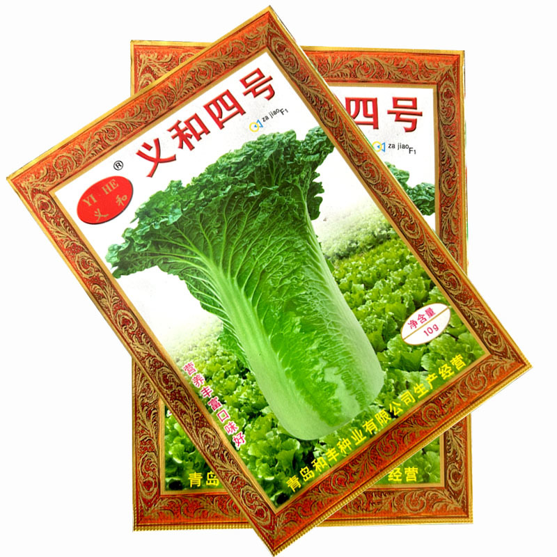 义和四号白菜种子大青麻叶籽夏秋季白菜大田基地