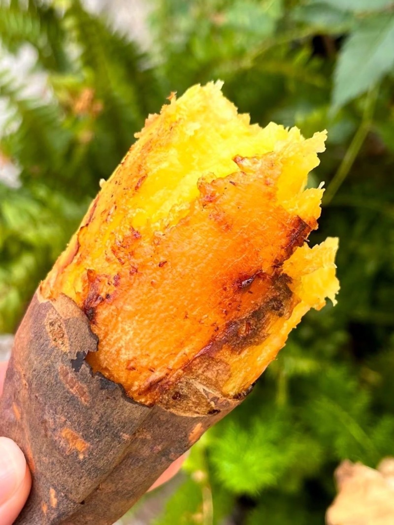 云南高山榴莲蜜薯，场地直供，品质保证，可视频看货，商超电