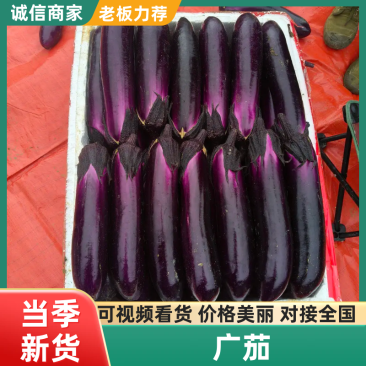 《广茄》烧烤茄/中性茄-产地大量供货，耐运输保证质量。