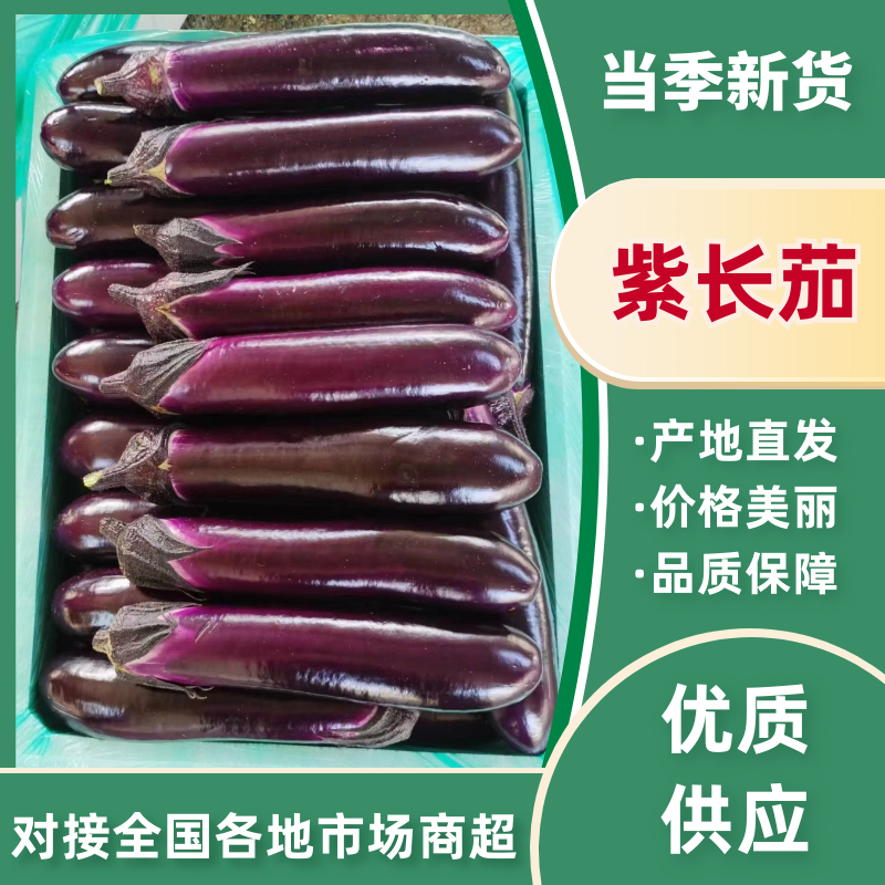 《紫长茄》烧烤茄/中性茄-产地大量供货，耐运输保证质量。