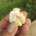 青皮核桃带皮/净果规格齐全价格优惠欢迎各大老板采购