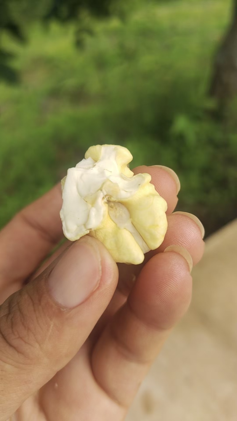 青皮核桃带皮/净果规格齐全价格优惠欢迎各大老板采购