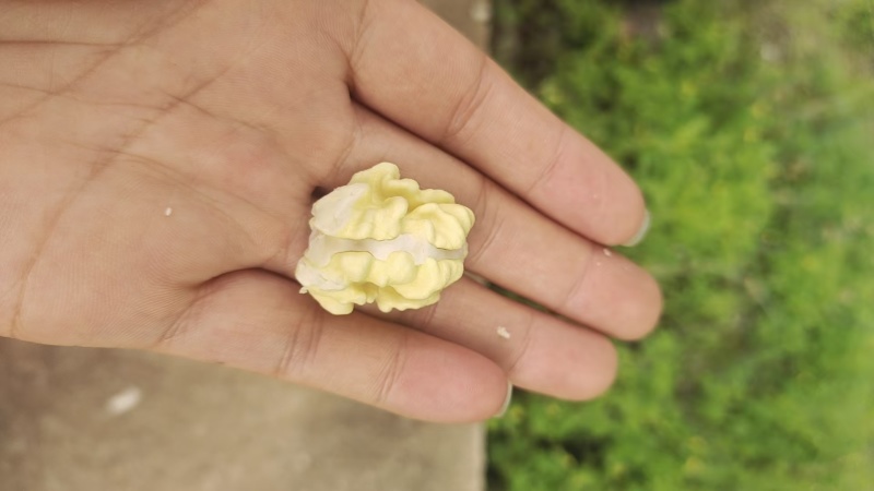 青皮核桃带皮/净果规格齐全价格优惠欢迎各大老板采购