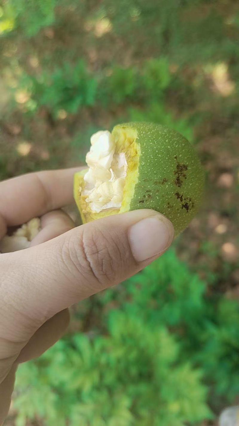 青皮核桃带皮/净果规格齐全价格优惠欢迎各大老板采购