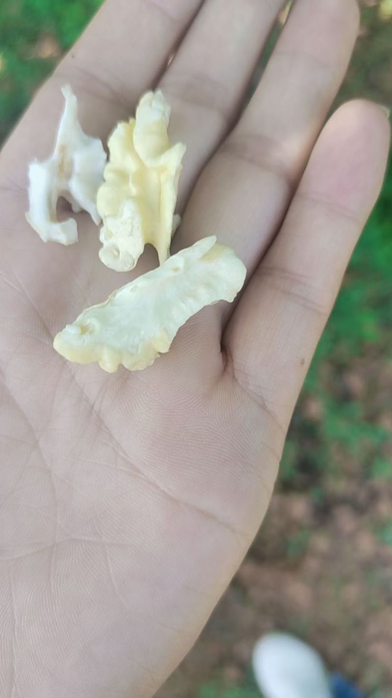 青皮核桃带皮/净果规格齐全价格优惠欢迎各大老板采购