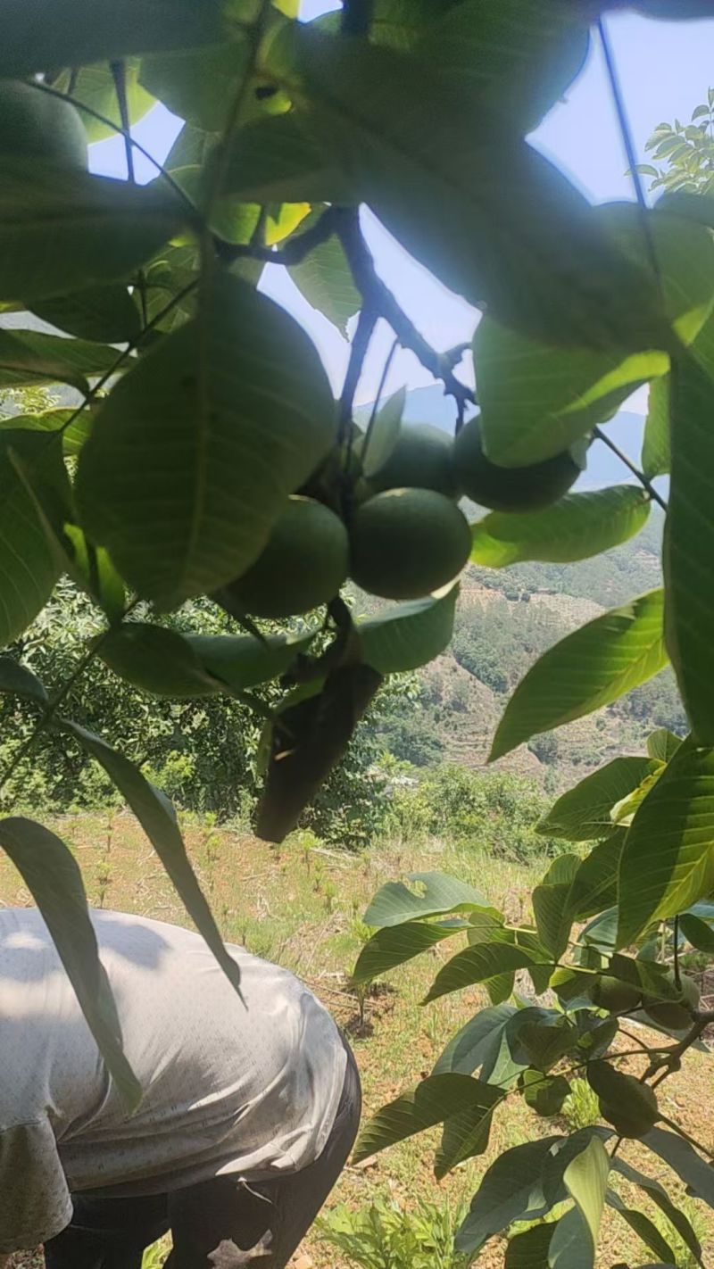青皮核桃带皮/净果规格齐全价格优惠欢迎各大老板采购