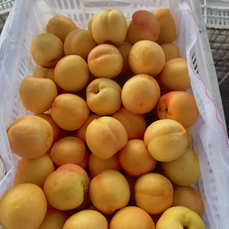 精品黄油桃，黄毛桃，毛蟠桃，油蟠桃，产地直发，品质保证