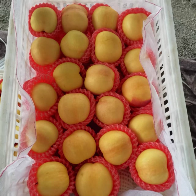 精品黄油桃，黄毛桃，毛蟠桃，油蟠桃，产地直发，品质保证