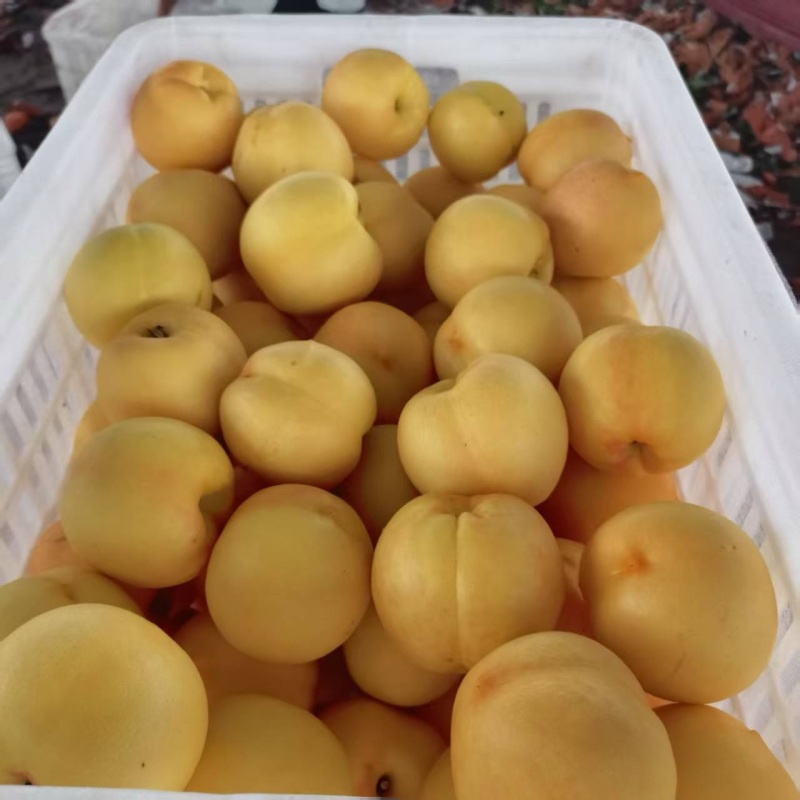 精品黄油桃，黄毛桃，毛蟠桃，油蟠桃，产地直发，品质保证