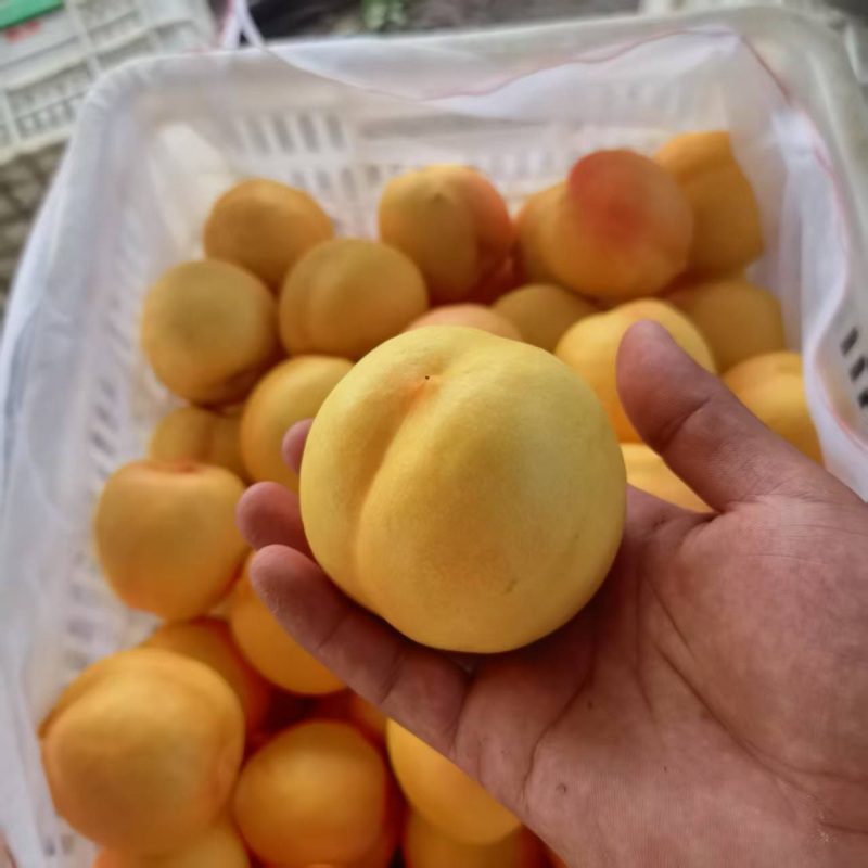 精品黄油桃，黄毛桃，毛蟠桃，油蟠桃，产地直发，品质保证