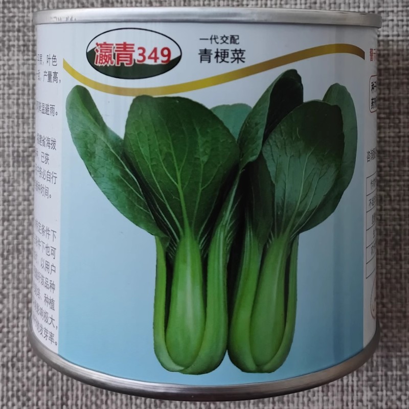 瀛青349杂交青梗菜种子耐热耐寒叶色浓绿优质高产四季播