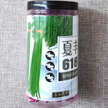 夏丰618耐热豇豆种子抗热豆角种籽白籽白花翠绿条长豆角种