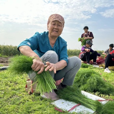 精品茴香现摘现发一手货源量大按要求分拣打包发全国